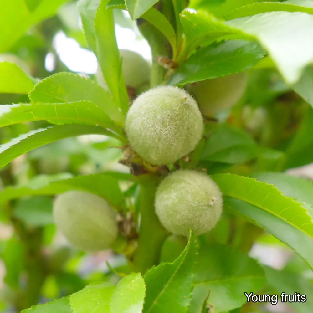Garden Lady Dwarf Peach Tree - Image 2