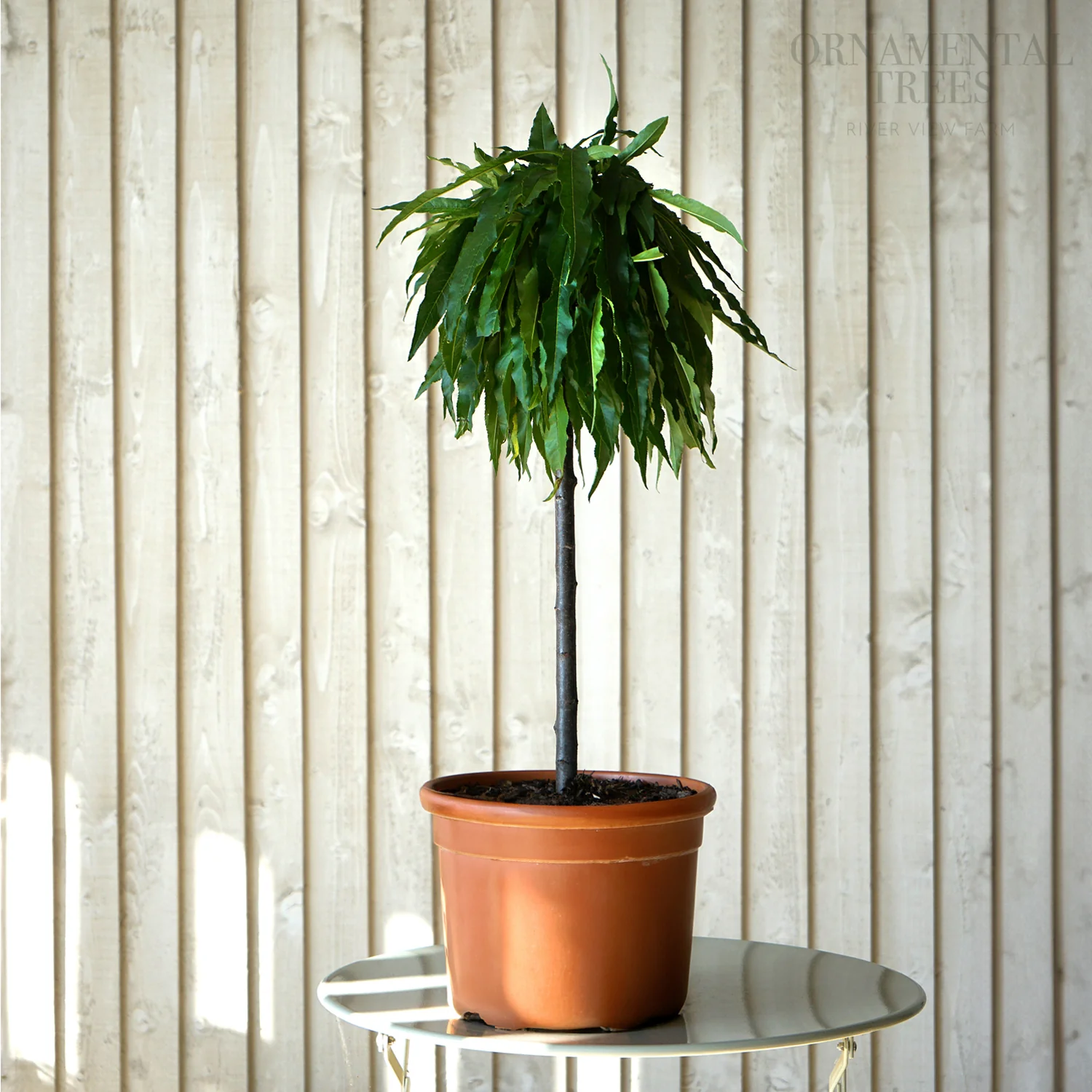 Garden Lady Dwarf Peach Tree - Image 3