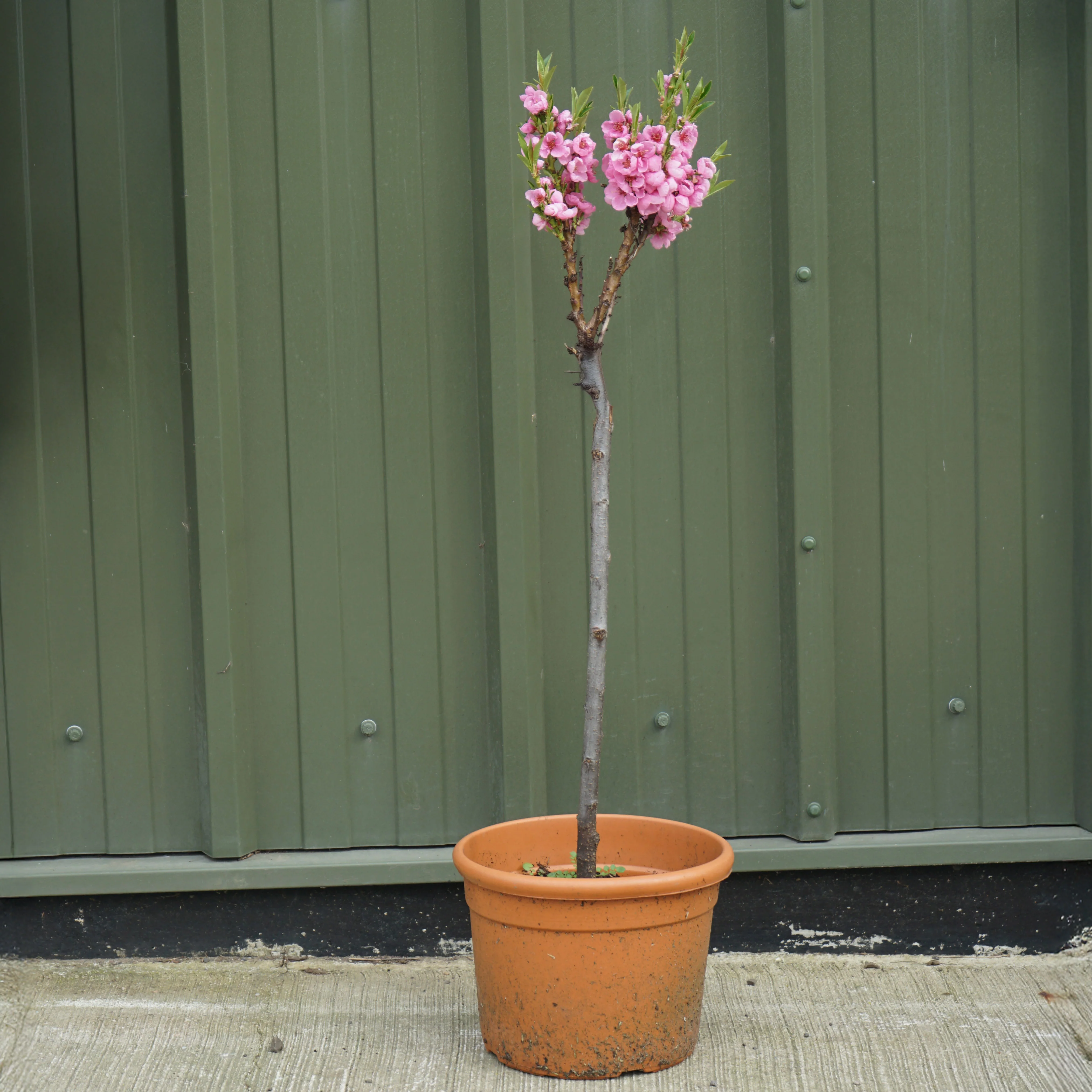 Garden Lady Dwarf Peach Tree - Image 4