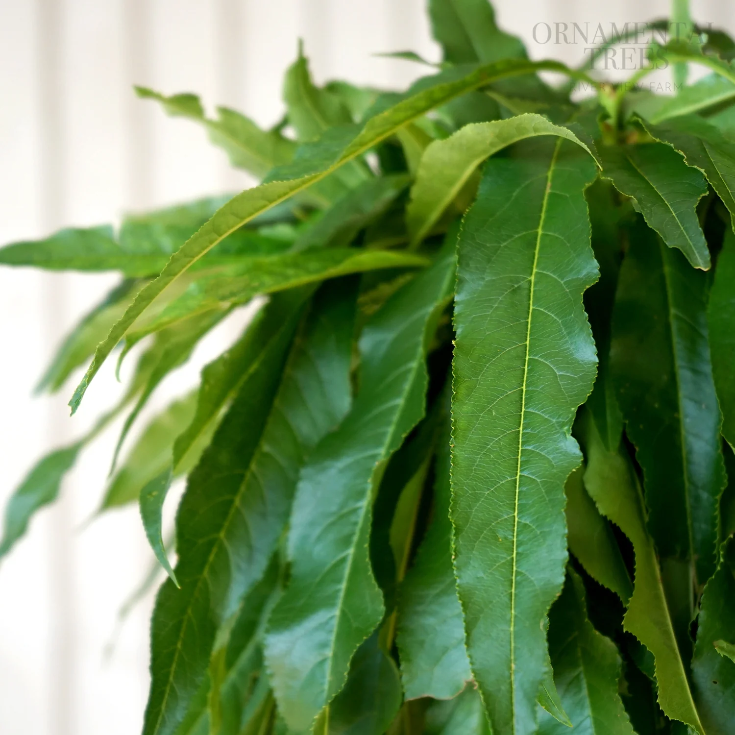 Garden Lady Dwarf Peach Tree - Image 5
