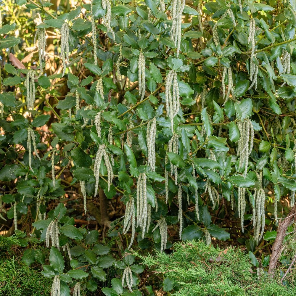 Garrya elliptica 'James Roof'