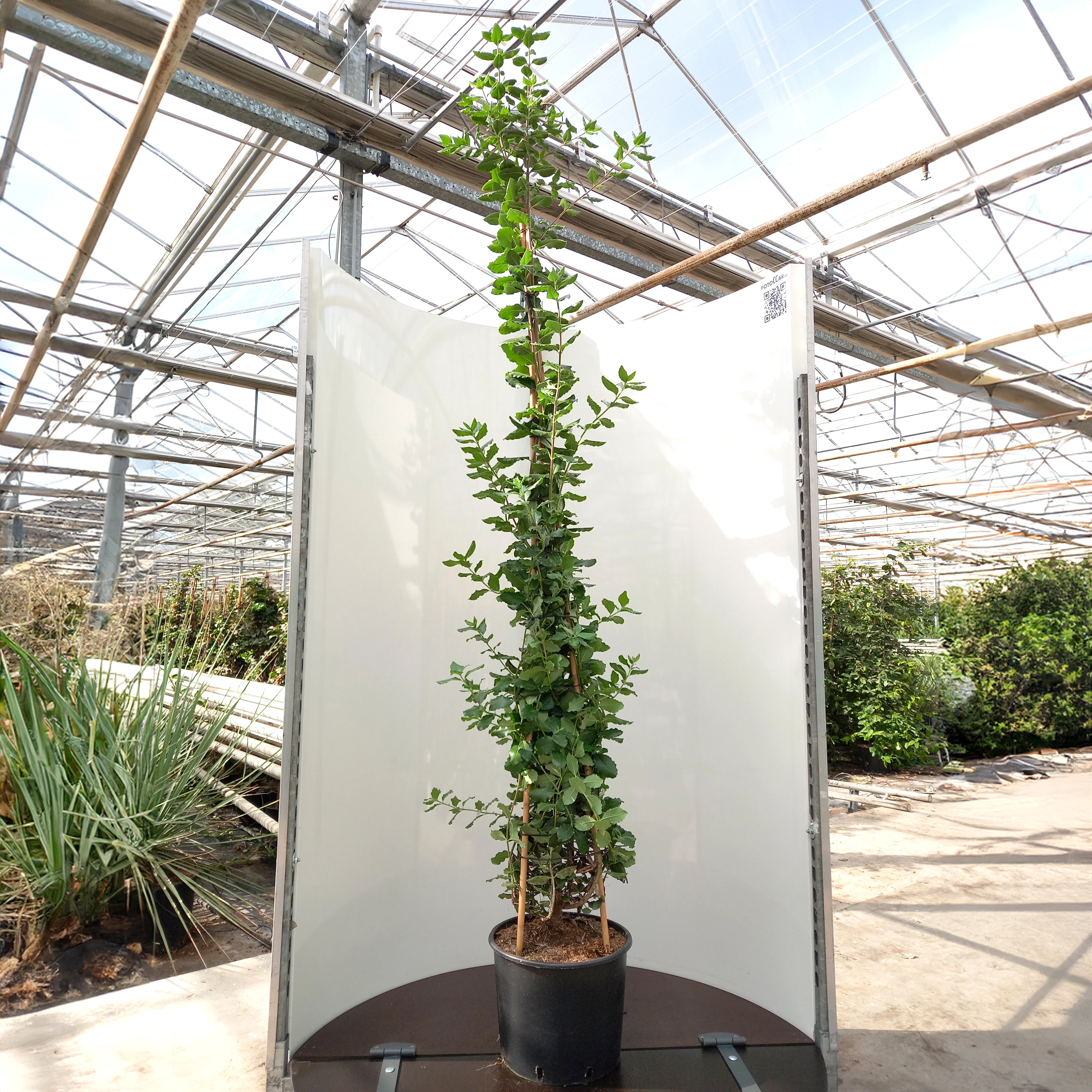 Garrya elliptica 'James Roof' - Image 2