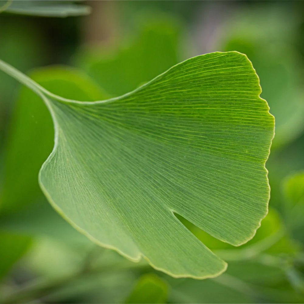 Ginkgo biloba 'Fastigiata Blagon' Tree - Image 3