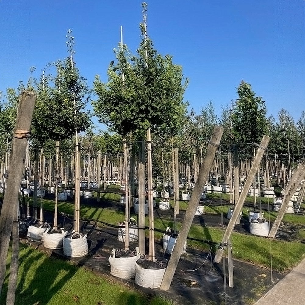 Ginkgo biloba 'Fastigiata Blagon' Tree - Image 5