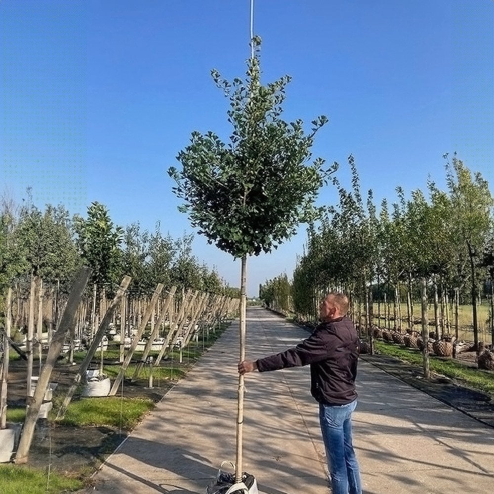 Ginkgo biloba 'Fastigiata Blagon' Tree - Image 6