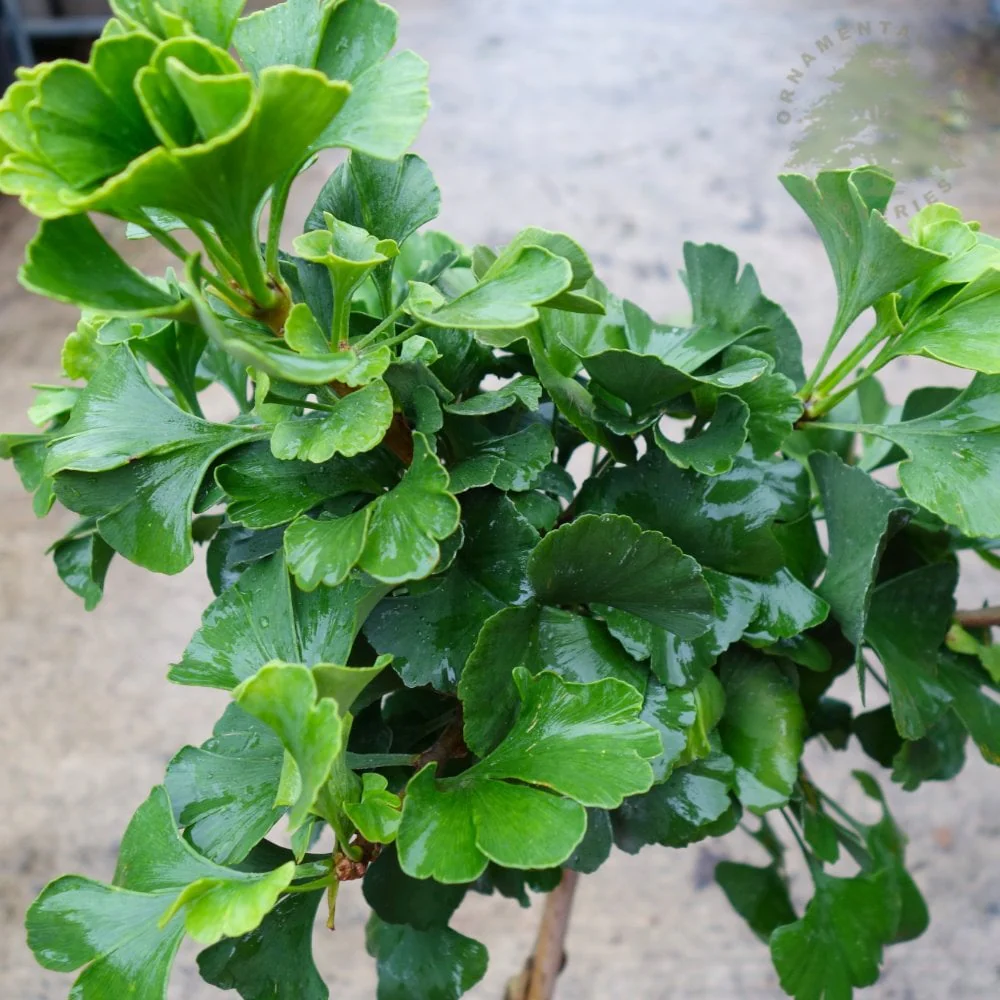 Ginkgo biloba 'Mariken' Tree - Image 3