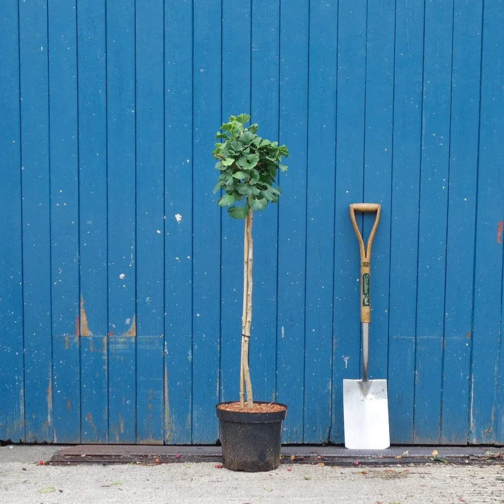 Ginkgo biloba 'Mariken' Tree - Image 4