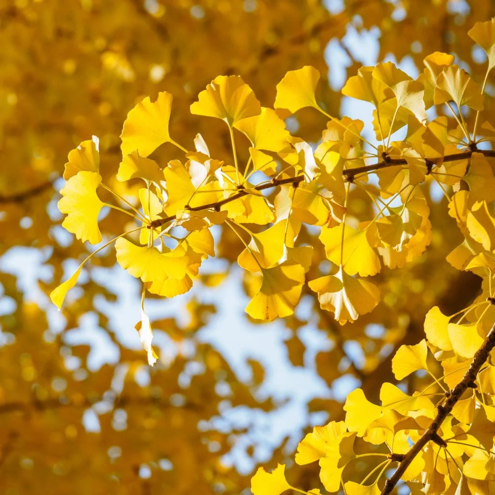 Popular Garden Trees