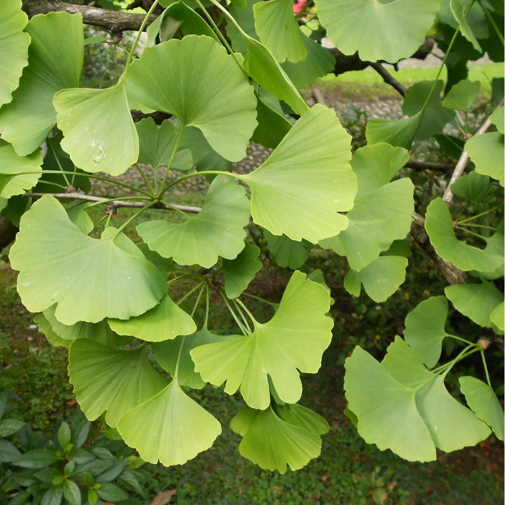 Ginkgo biloba Tree - Image 2
