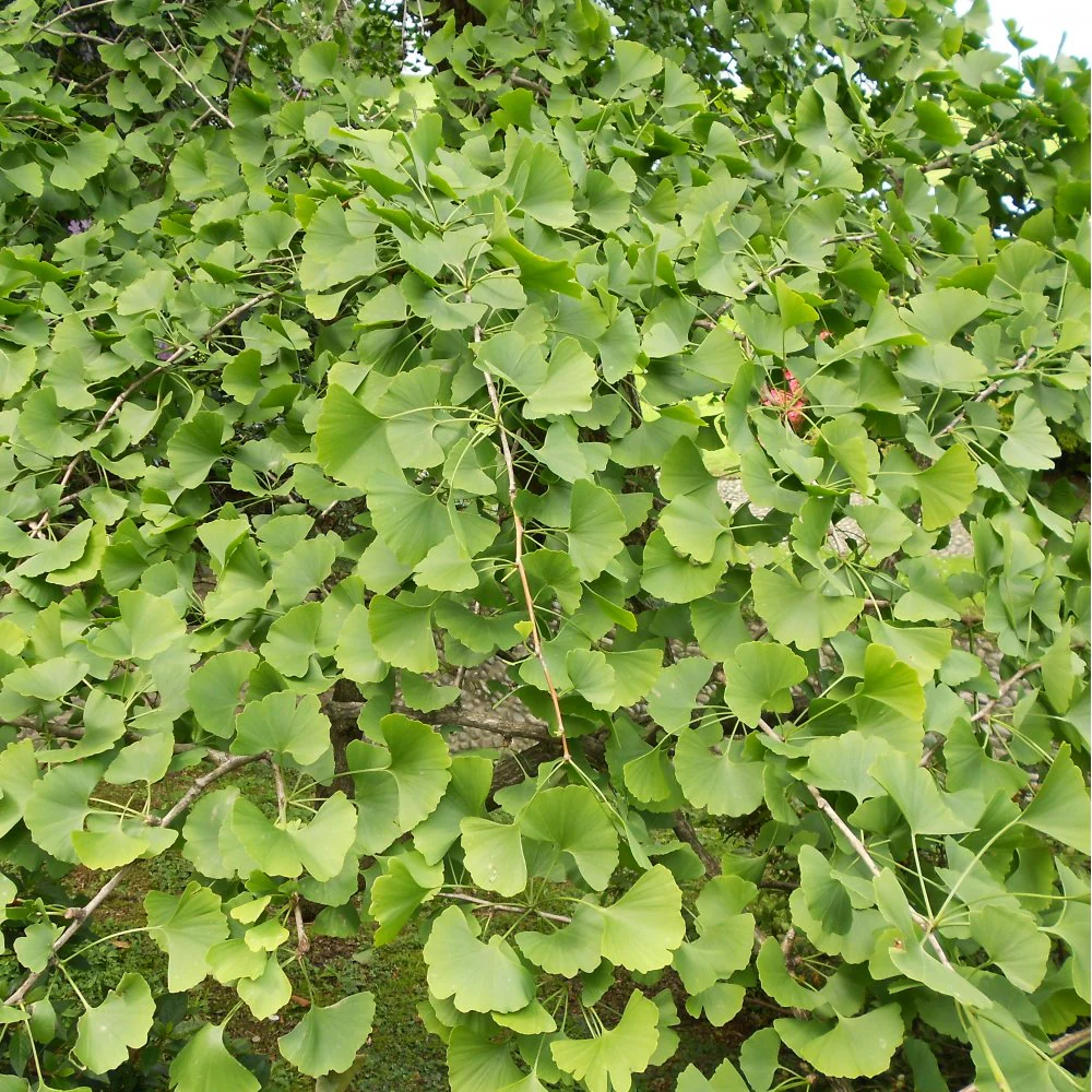 Ginkgo biloba Tree - Image 3