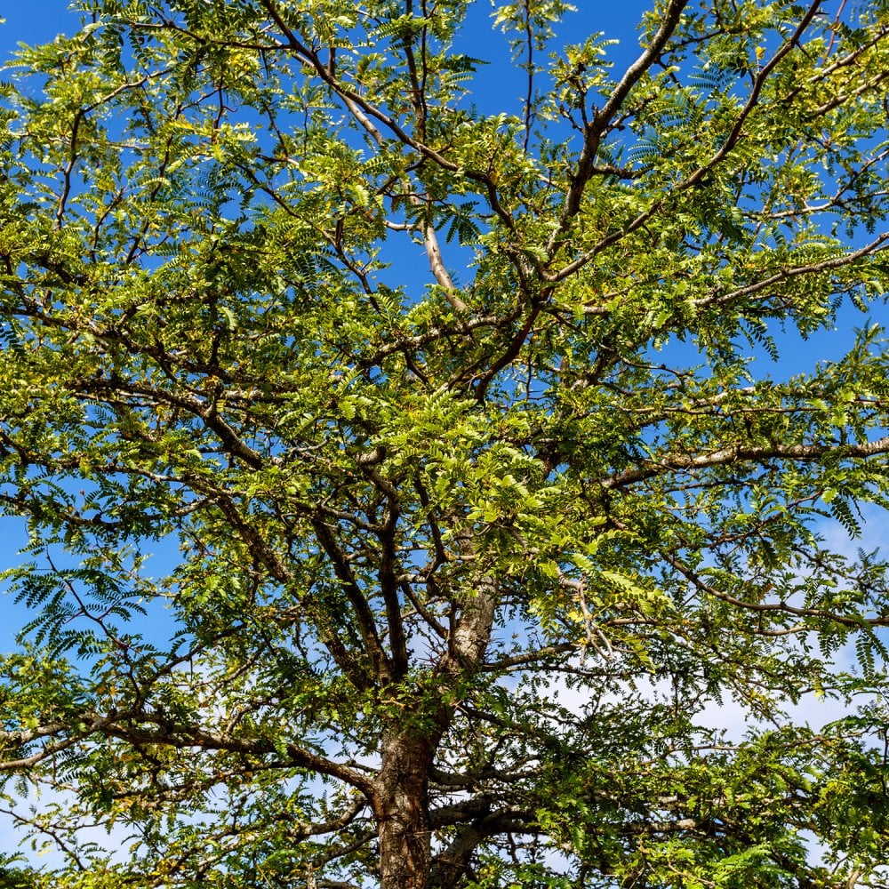 Gleditsia triacanthos 'Skyline' Tree