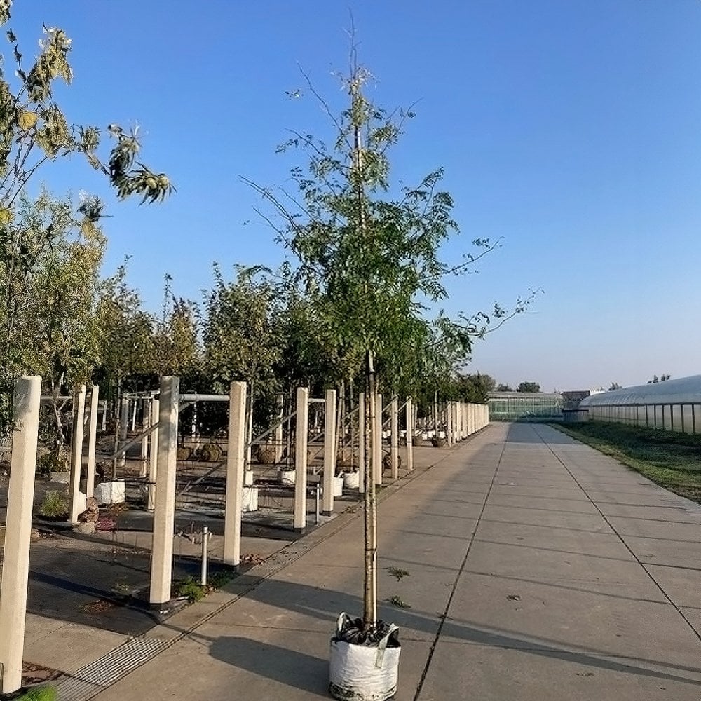 Gleditsia triacanthos 'Skyline' Tree - Image 2