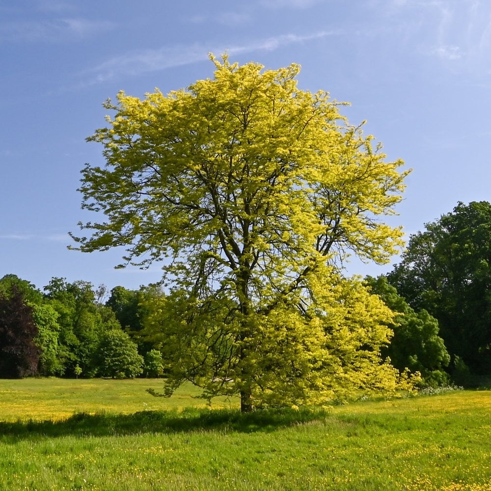 Gleditsia triacanthos 'Sunburst' Tree - Image 2