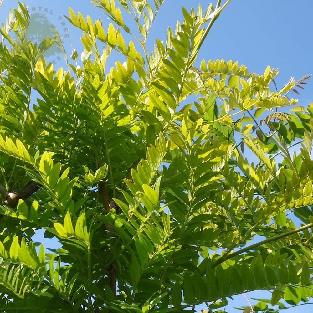 Gleditsia triacanthos 'Sunburst' Tree - Image 3