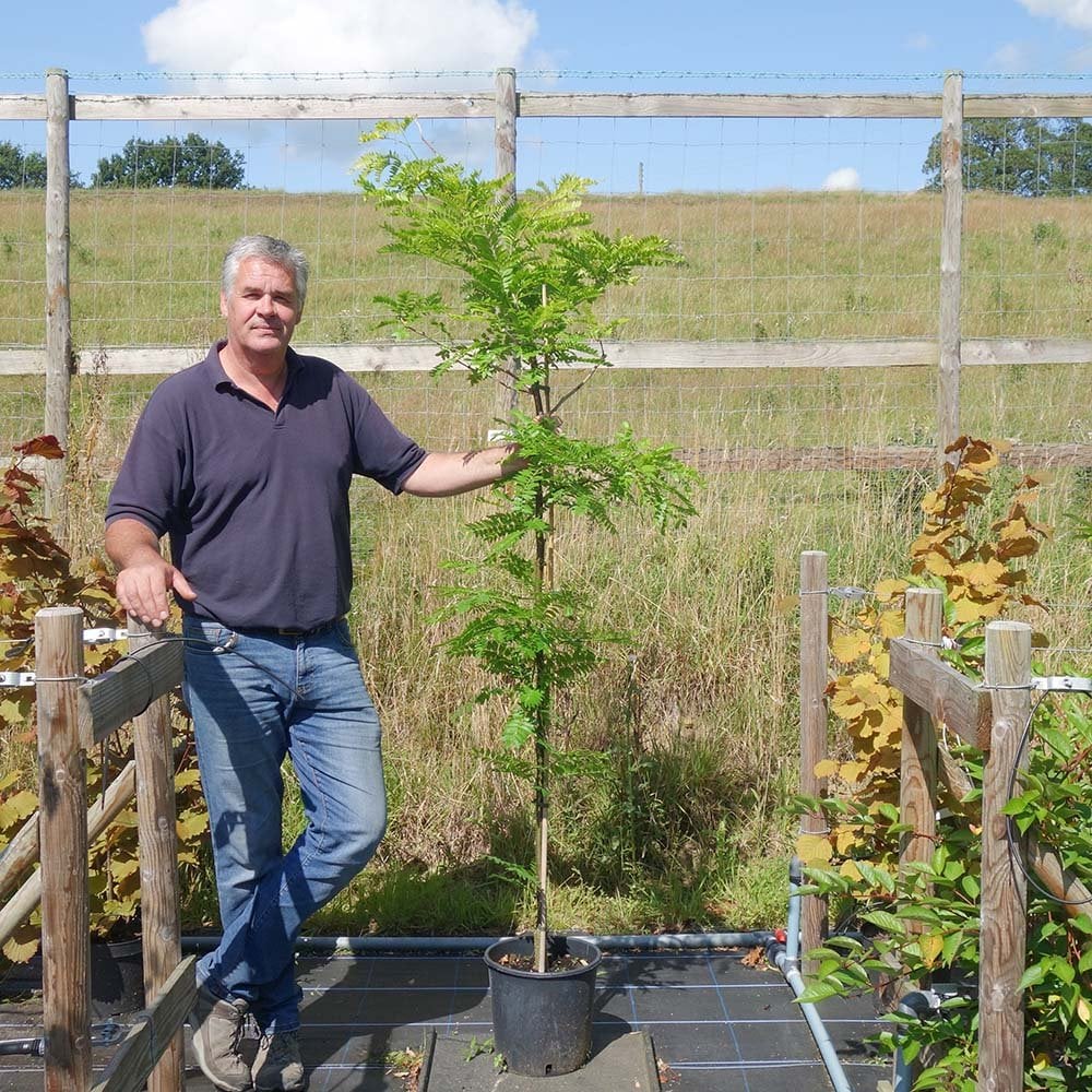 Gleditsia triacanthos 'Sunburst' Tree - Image 4