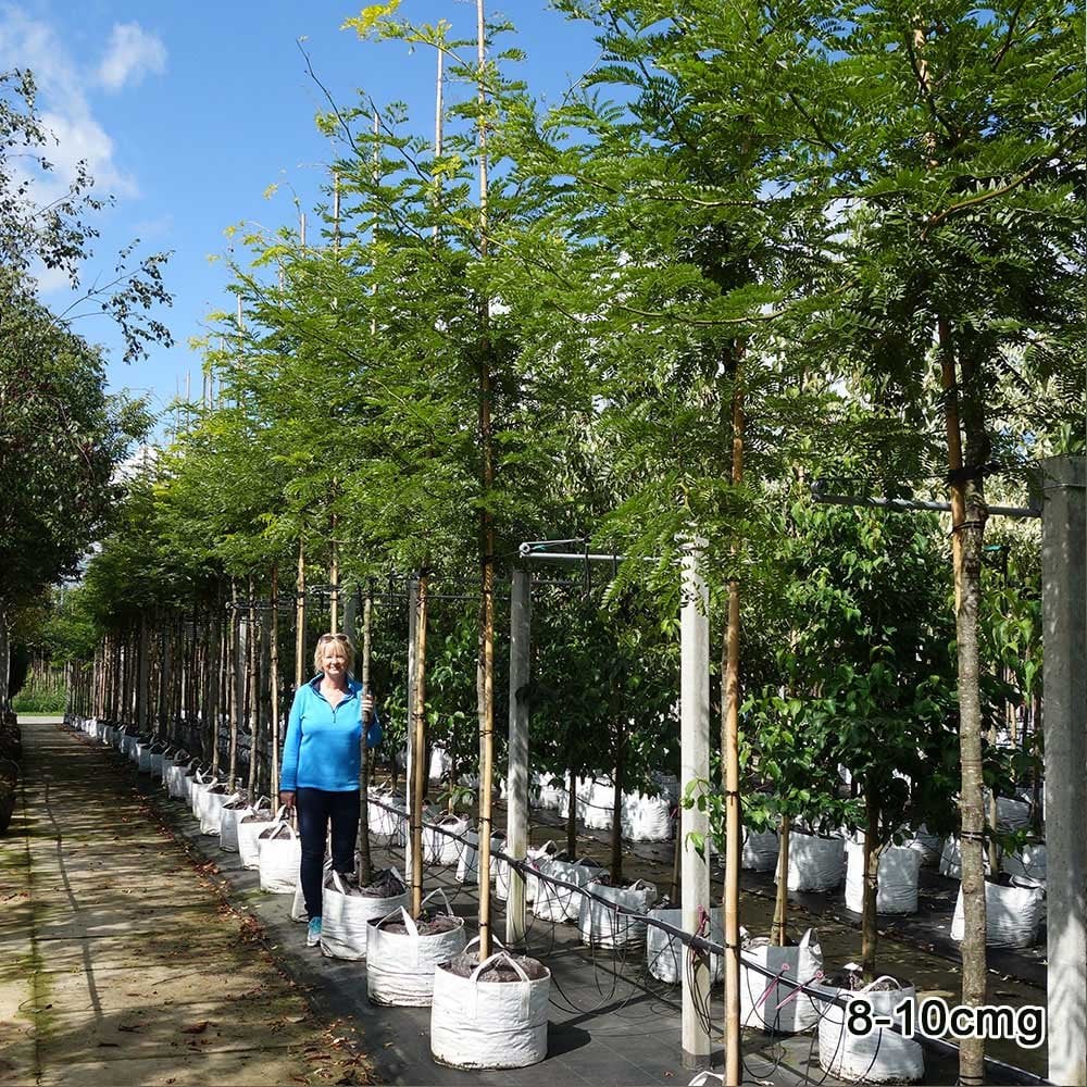 Gleditsia triacanthos 'Sunburst' Tree - Image 5