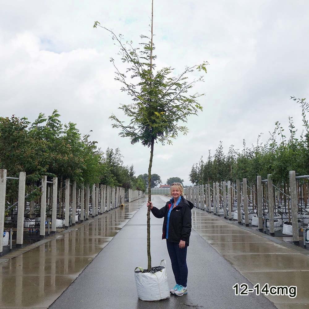 Gleditsia triacanthos 'Sunburst' Tree - Image 7