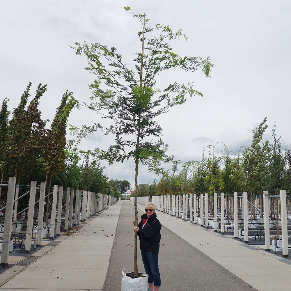 Gleditsia triacanthos 'Sunburst' Tree - Image 8