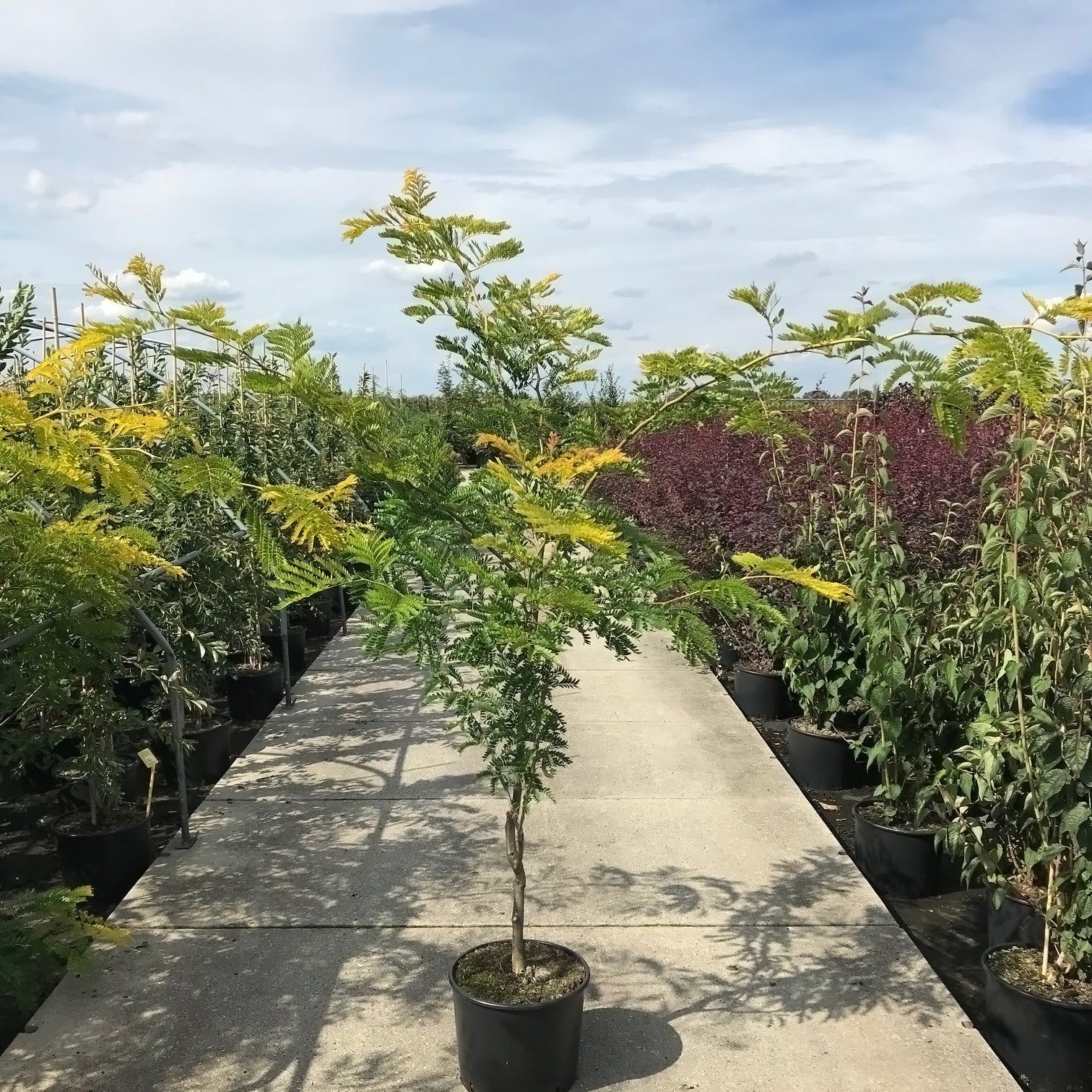 Gleditsia triacanthos 'Sunburst' Tree - Image 9