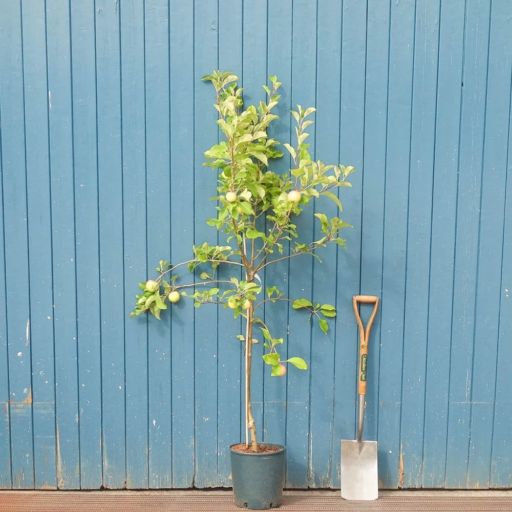 Golden Delicious Apple Tree - Image 4