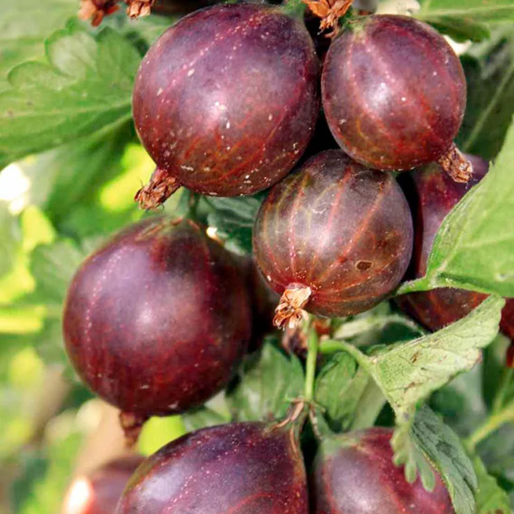 Self Fertile Fruit