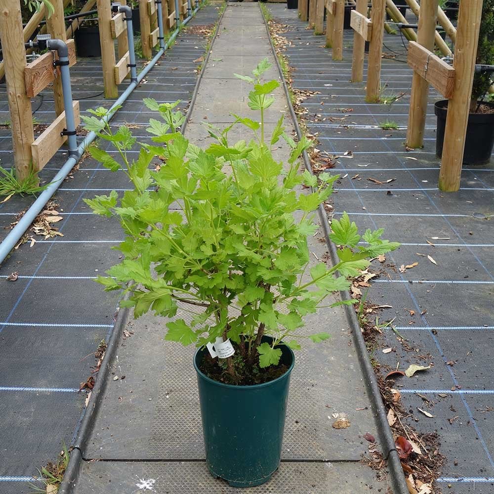 Captivator Thornless Gooseberry Bush - Image 2