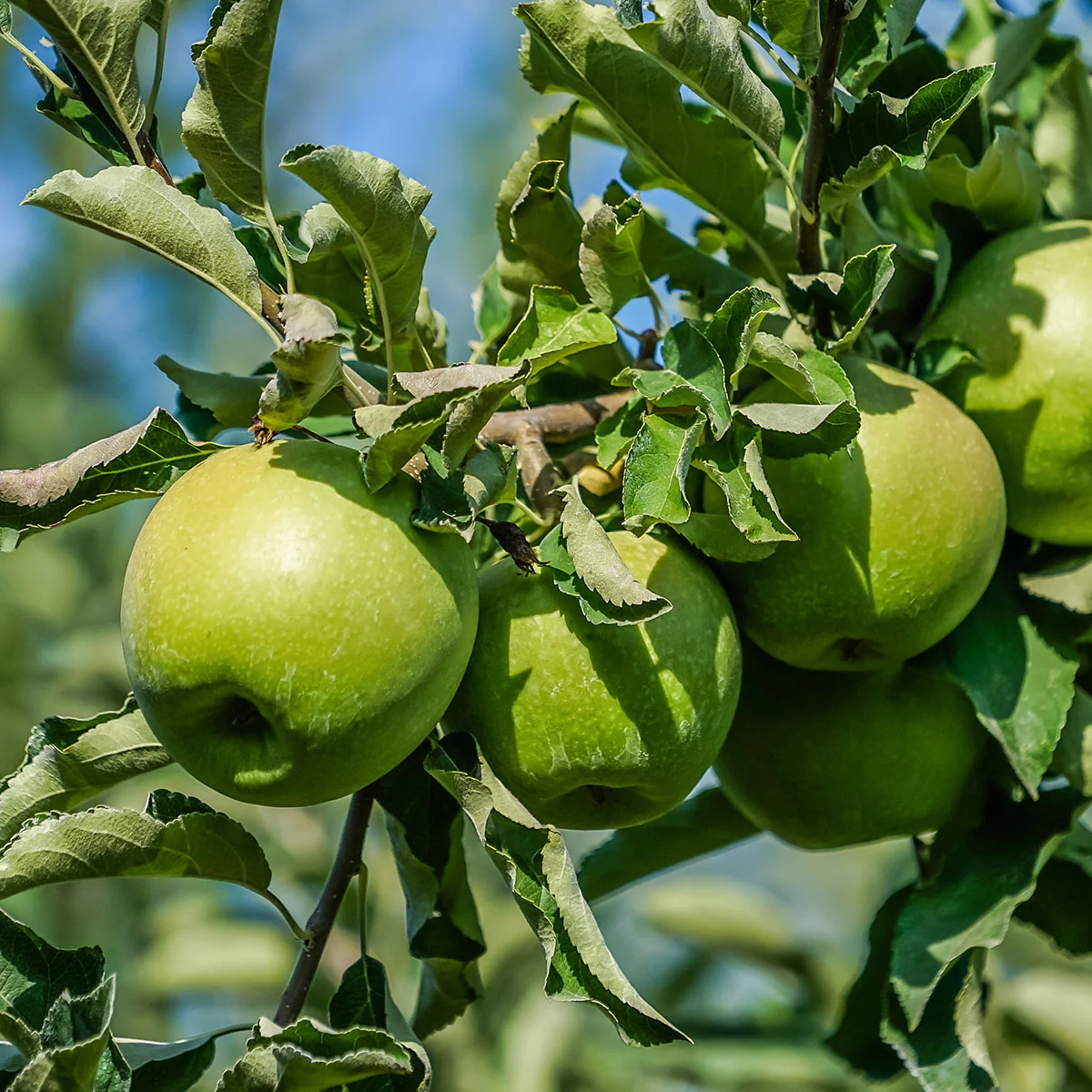 Granny Smith Apple Tree