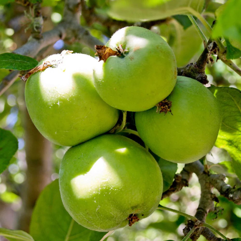 Granny Smith Apple Tree - Image 2