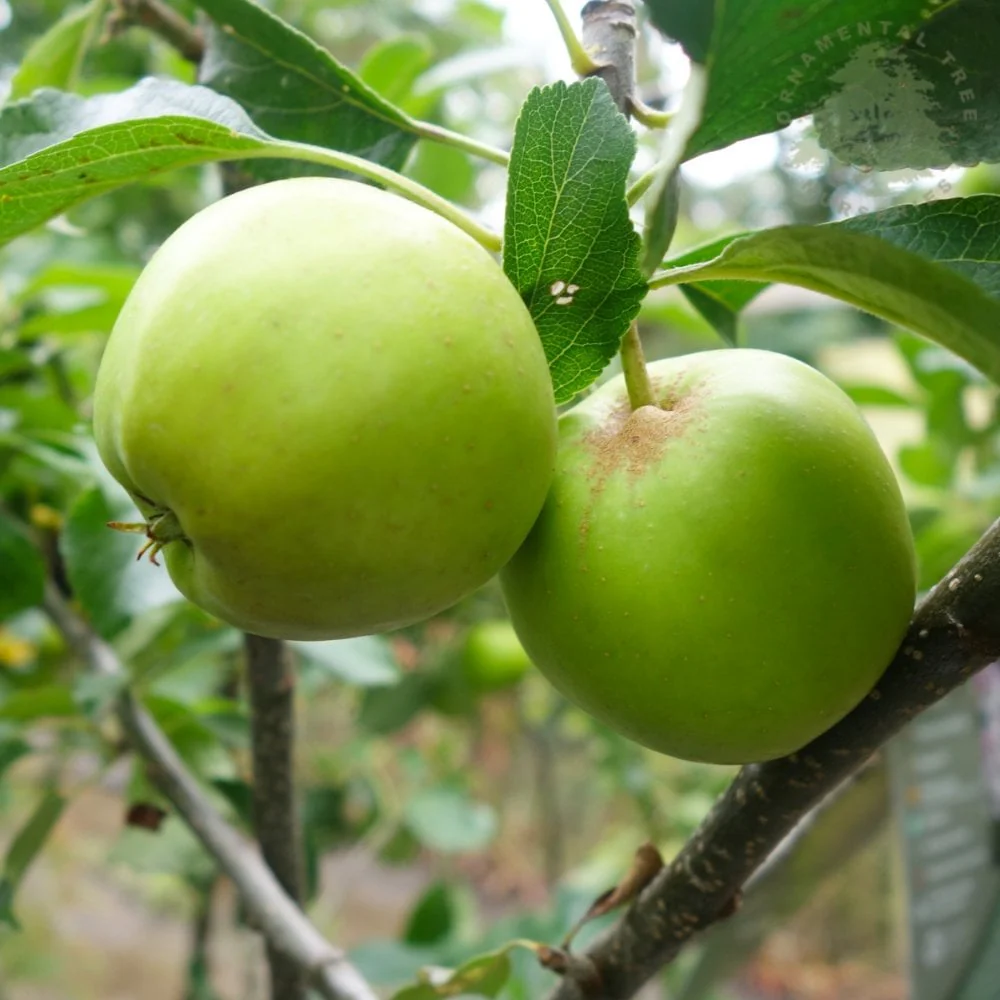 Greensleeves Apple Tree - Image 2