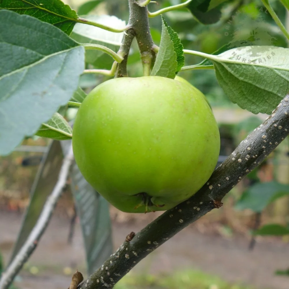 Greensleeves Apple Tree - Image 3