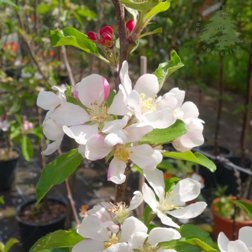 Greensleeves Apple Tree - Image 4