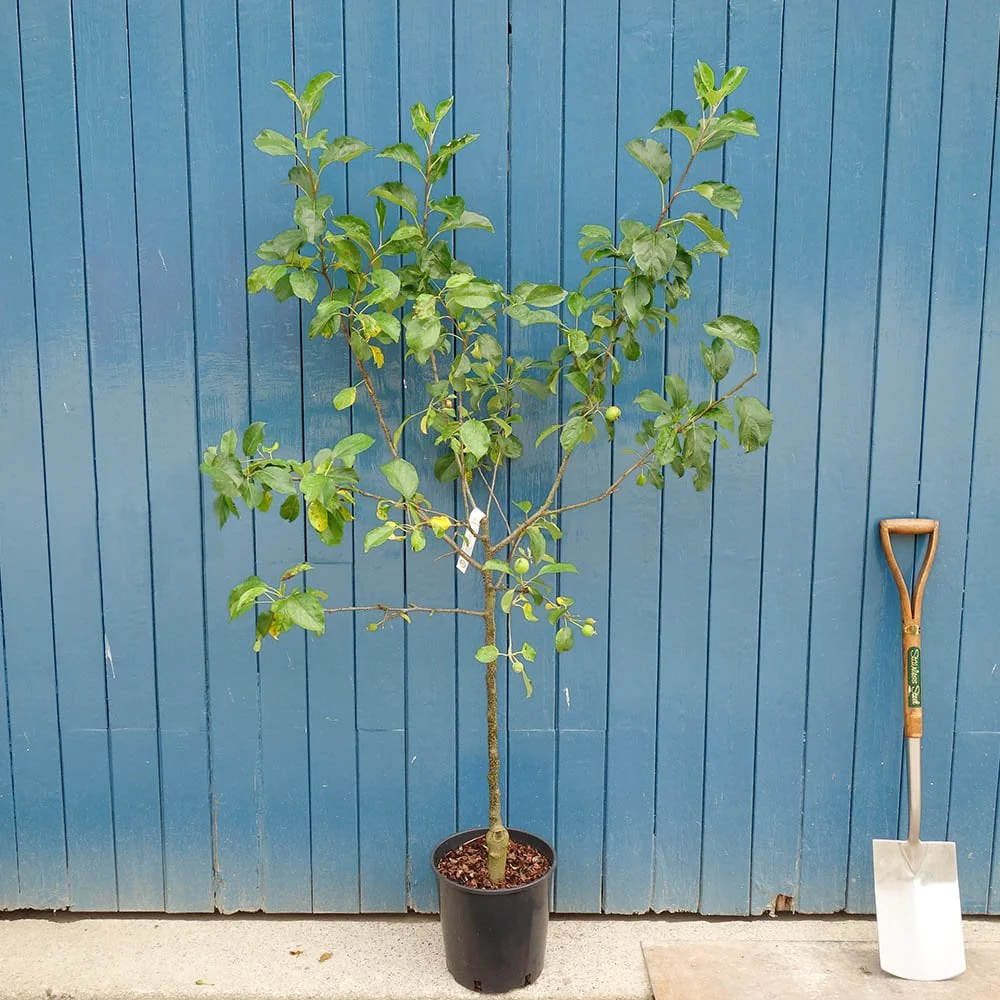 Greensleeves Apple Tree - Image 5