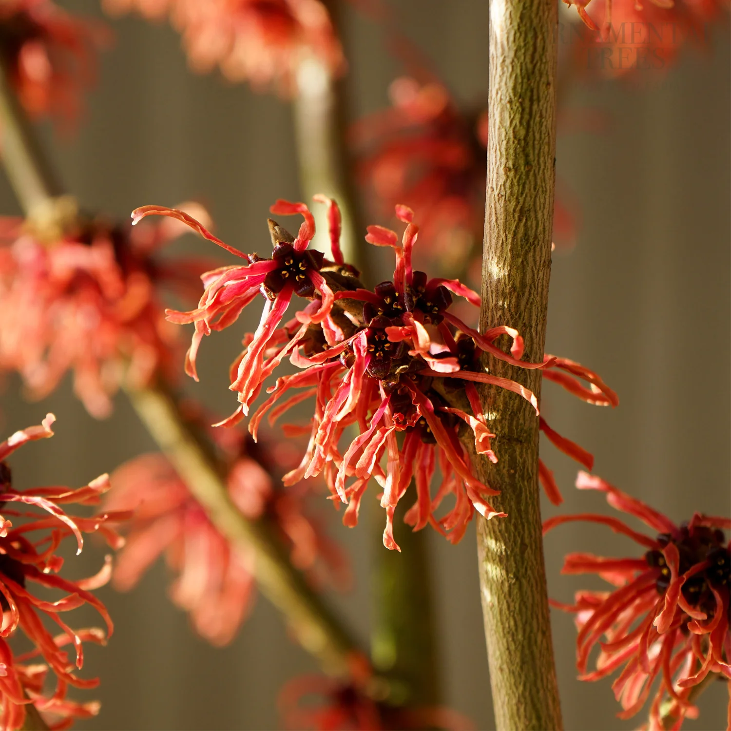 Hamamelis intermedia 'Ruby Glow' - Image 2