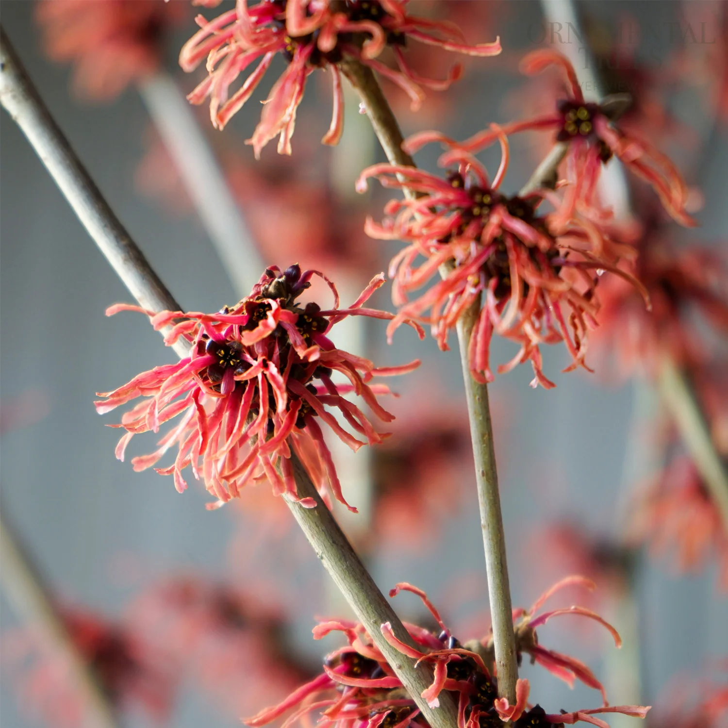 Hamamelis intermedia 'Ruby Glow' - Image 3