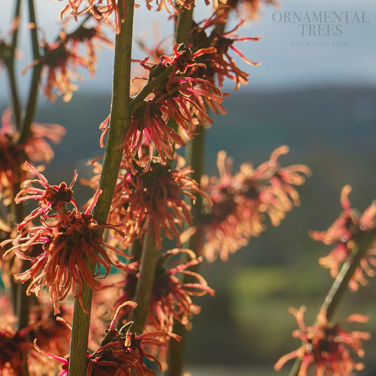 Hamamelis intermedia 'Ruby Glow' - Image 4