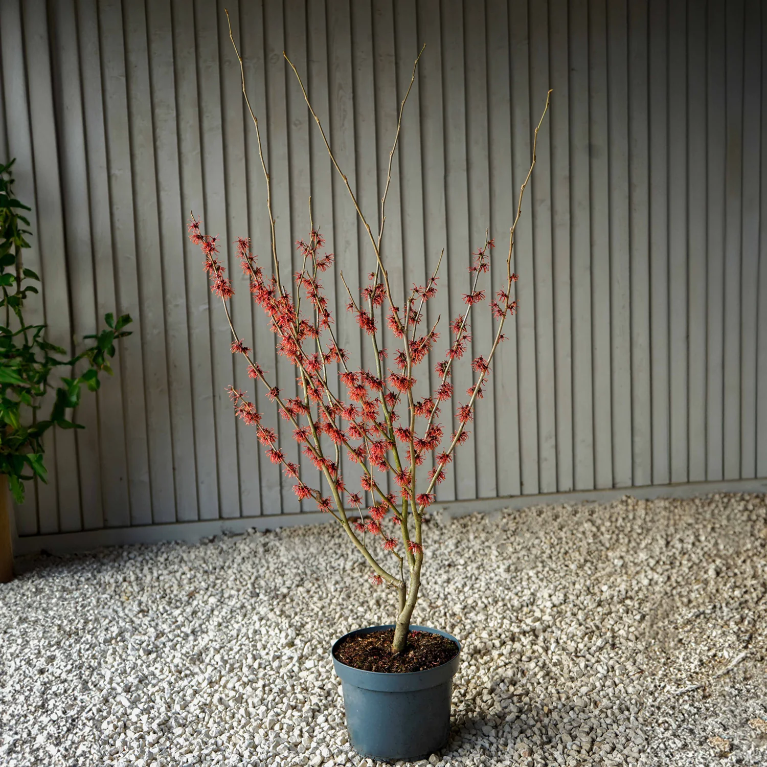 Hamamelis intermedia 'Ruby Glow' - Image 5