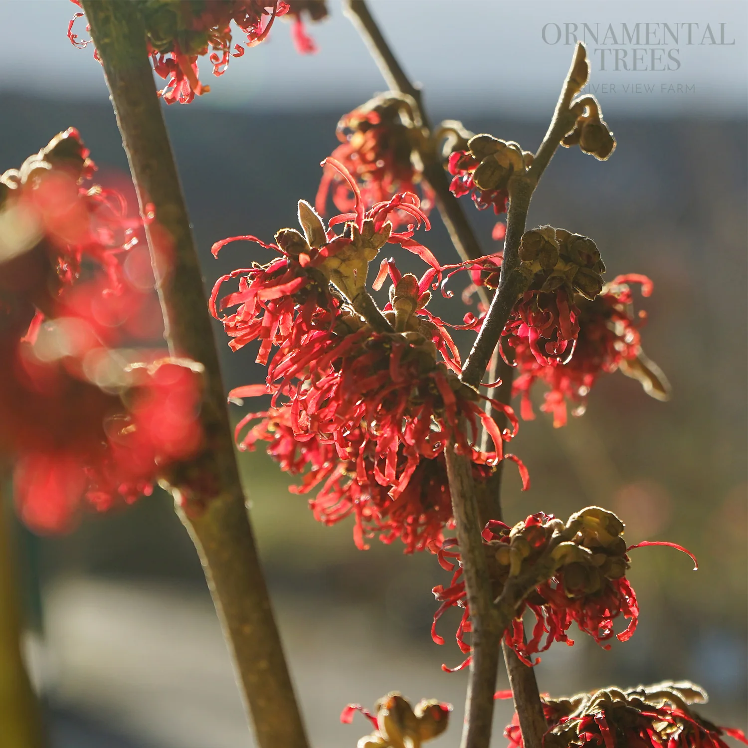 Hamamelis x intermedia 'Diane'