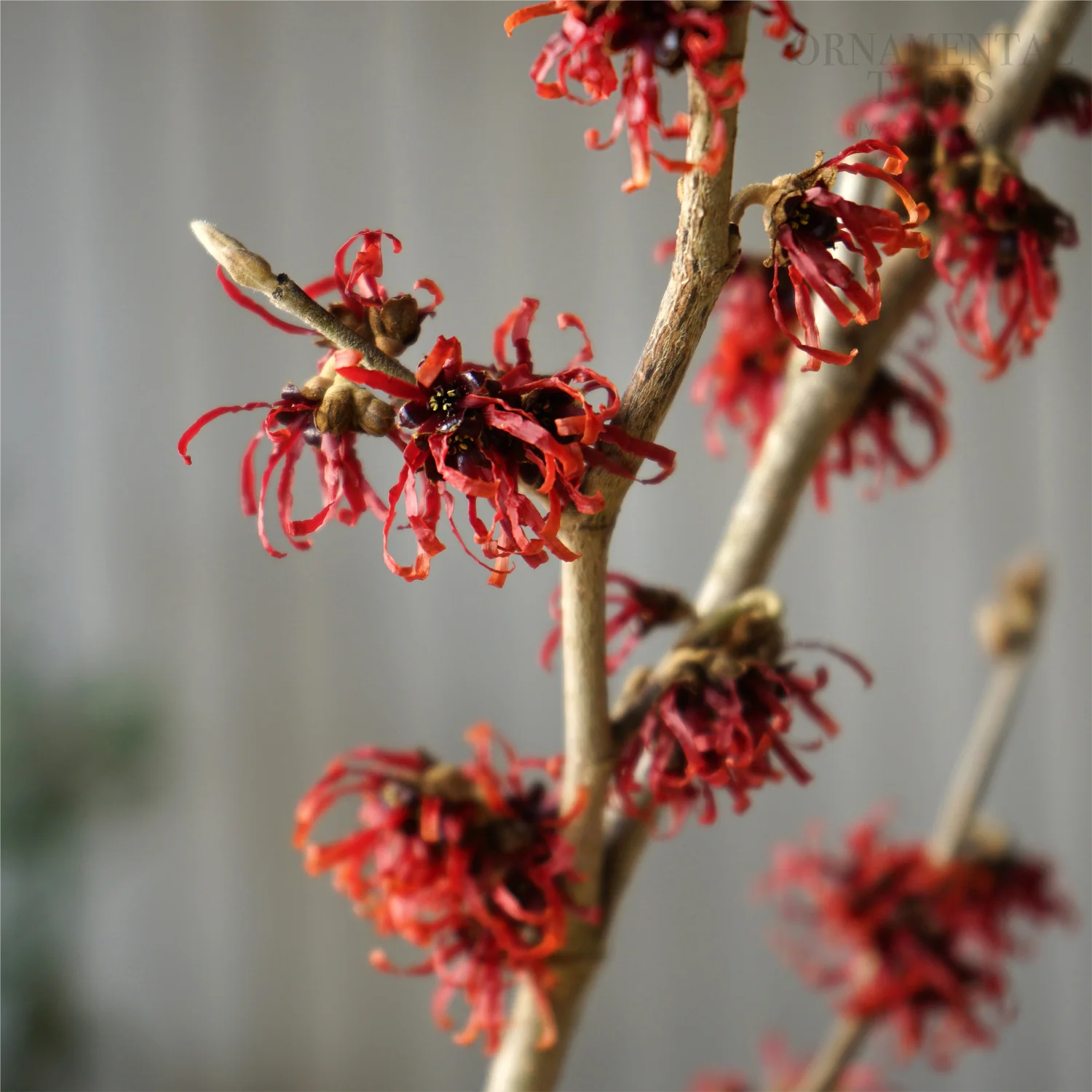 Hamamelis x intermedia 'Diane' - Image 2