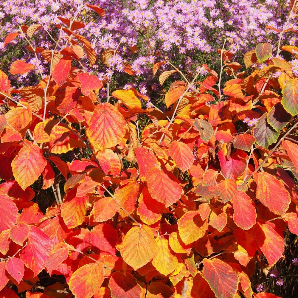 Hamamelis x intermedia 'Diane' - Image 3