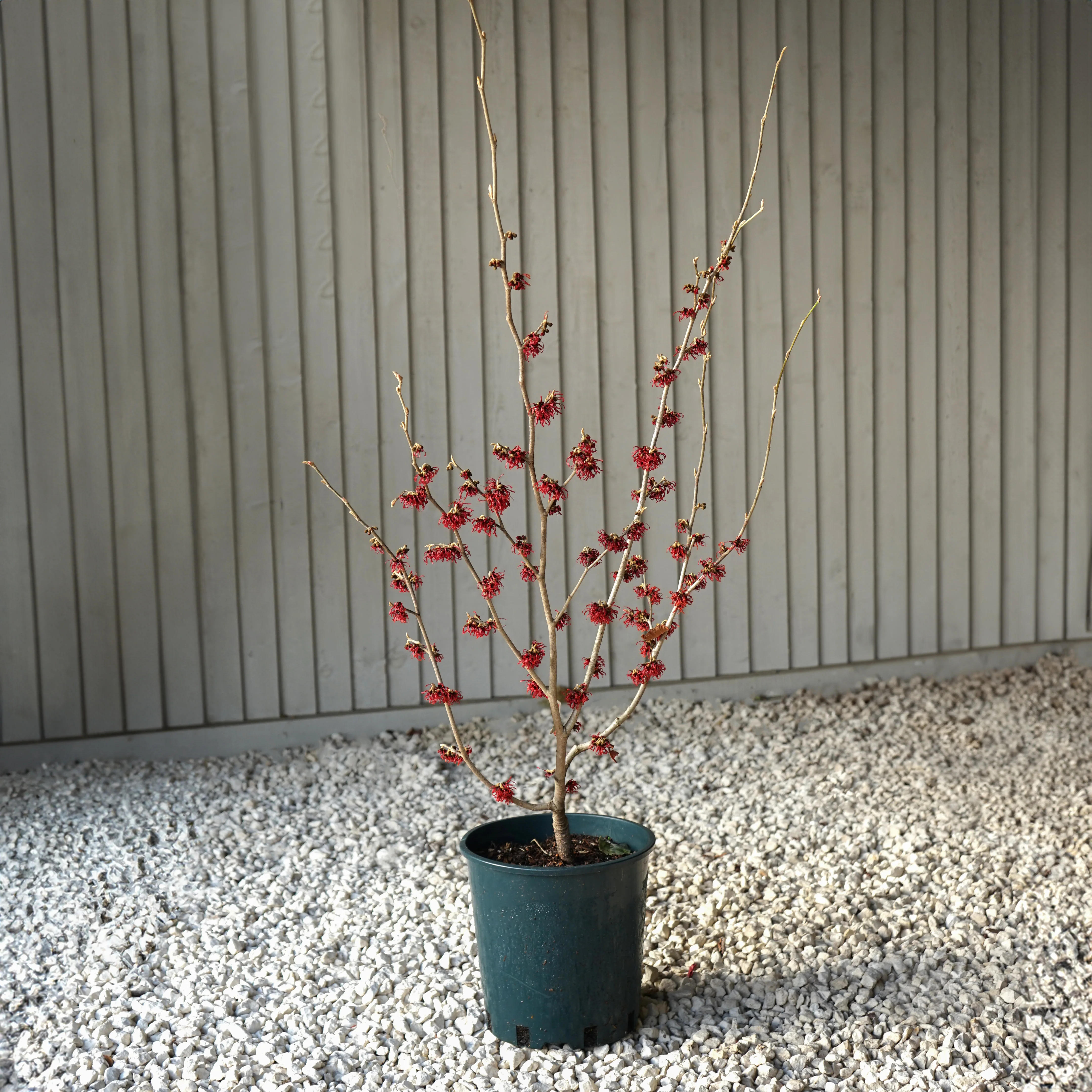 Hamamelis x intermedia 'Diane' - Image 4