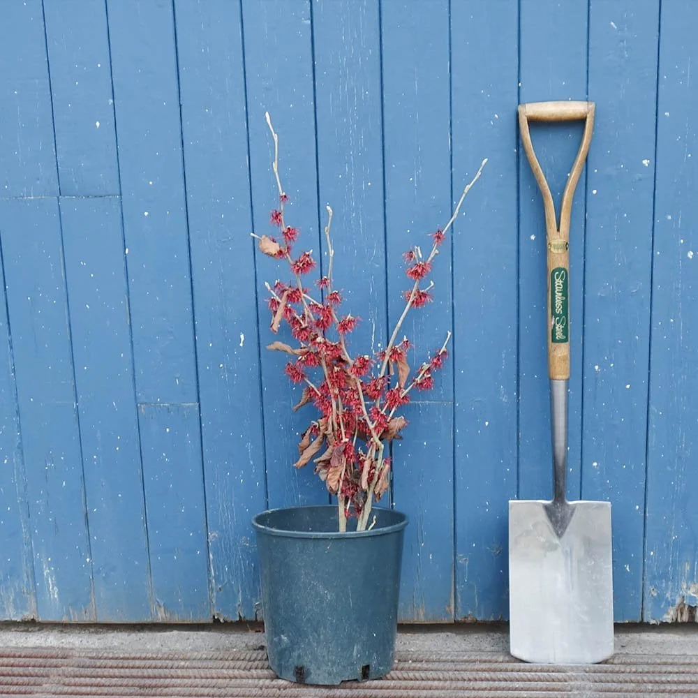 Hamamelis x intermedia 'Diane' - Image 5