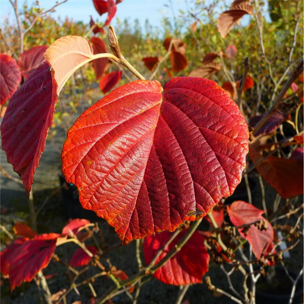 Hamamelis x intermedia 'Jelena' - Image 3