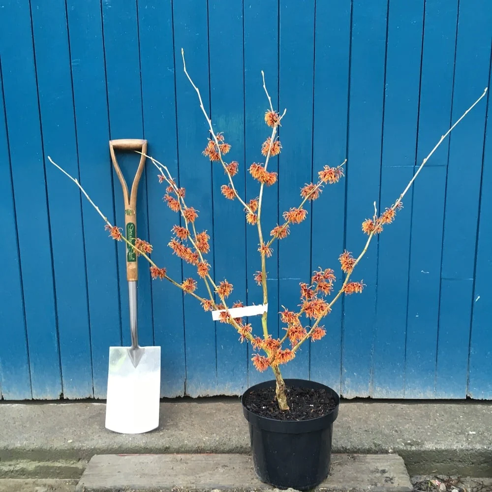 Hamamelis x intermedia 'Jelena' - Image 5