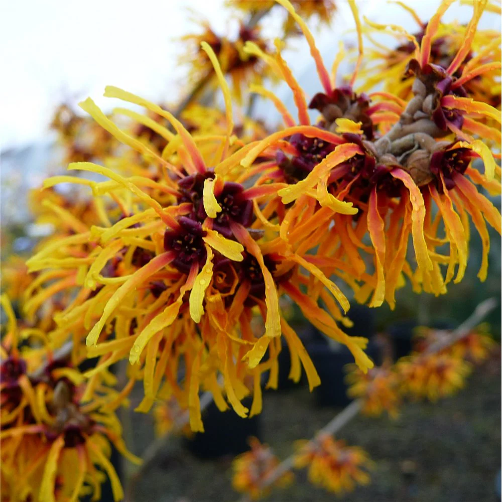 Hamamelis x intermedia 'Orange Beauty'