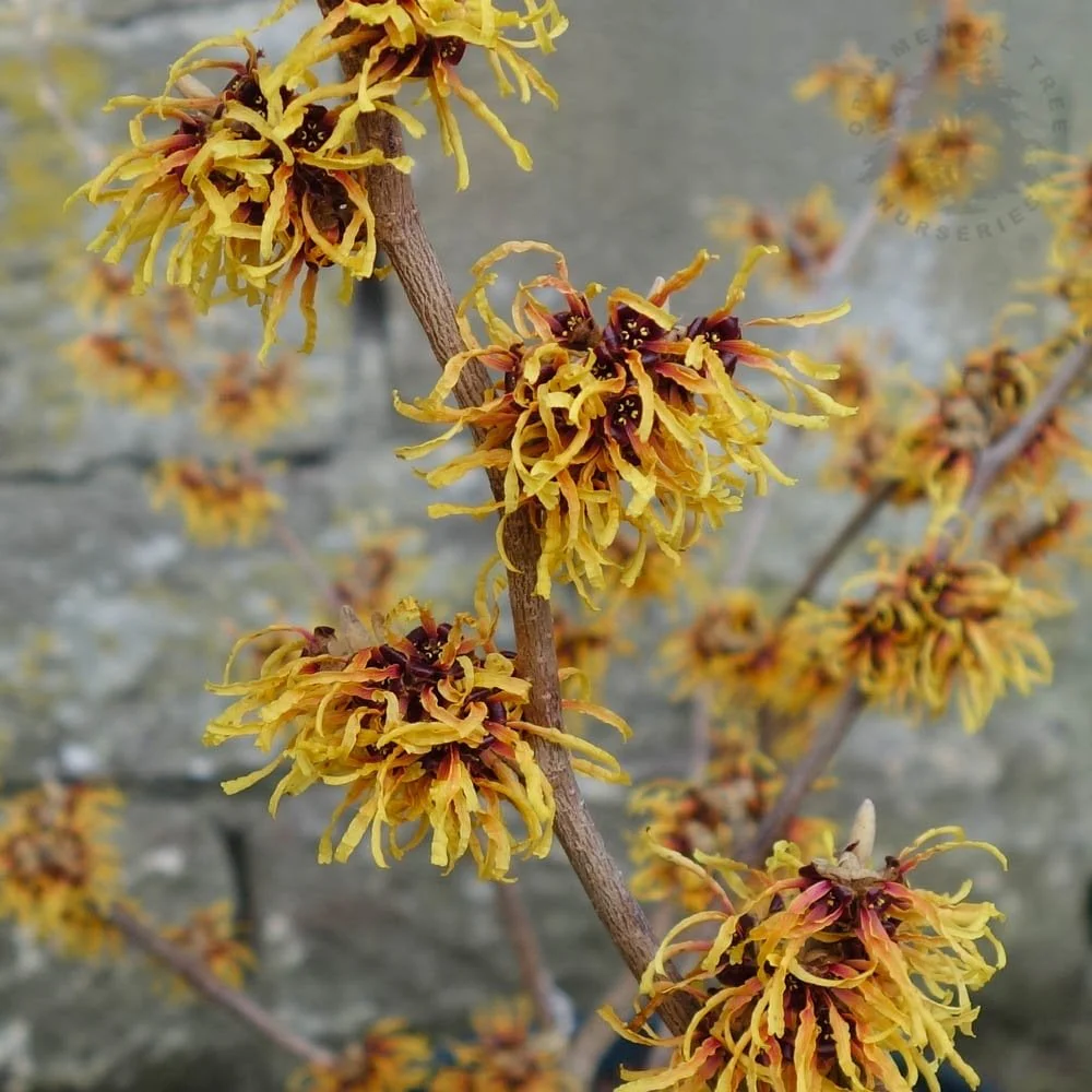Hamamelis x intermedia 'Orange Beauty' - Image 2
