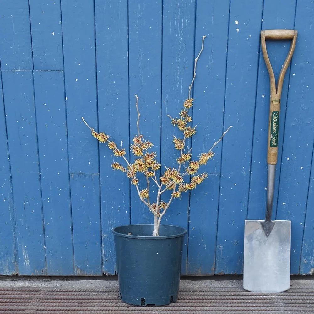 Hamamelis x intermedia 'Orange Beauty' - Image 3