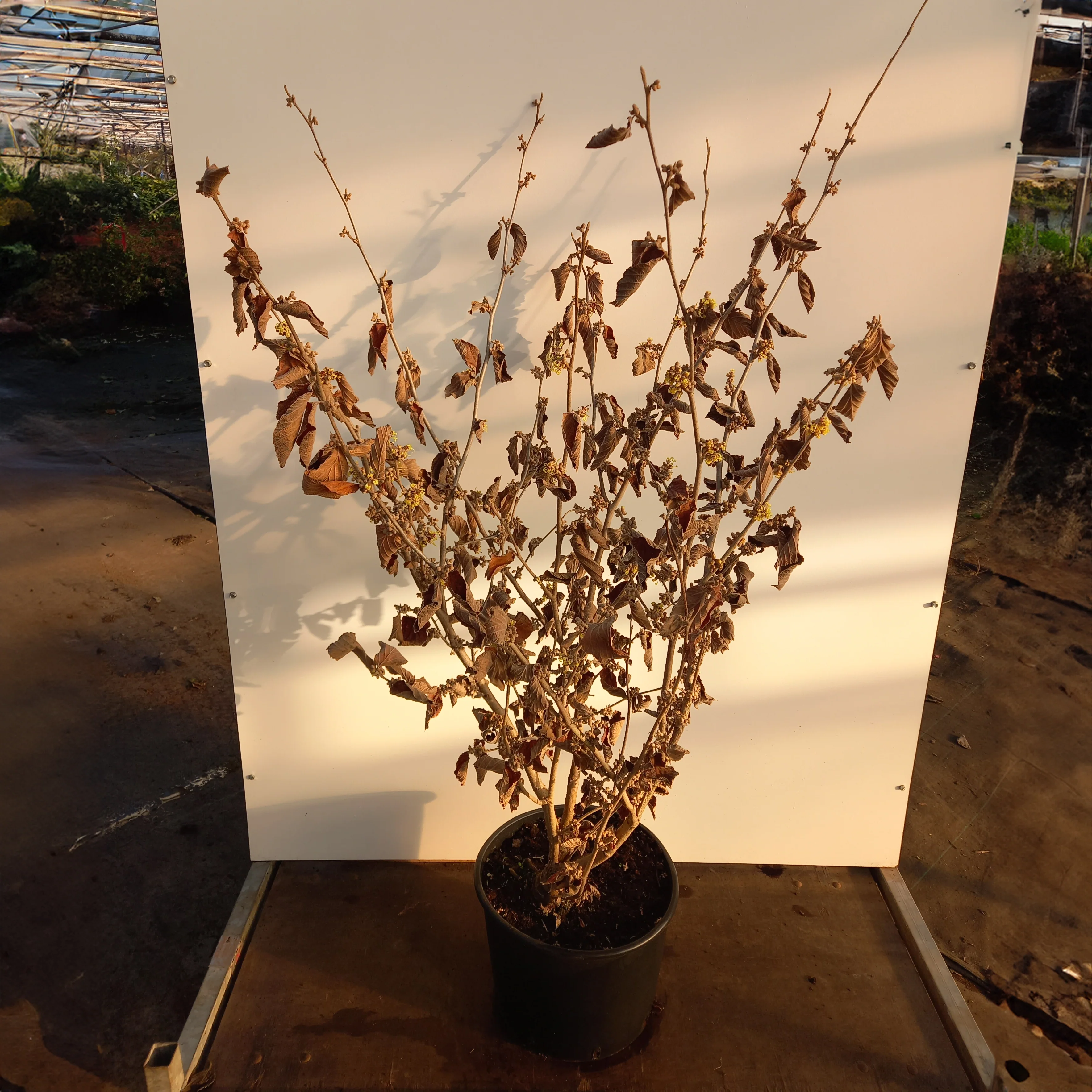 Hamamelis x intermedia 'Pallida' - Image 4
