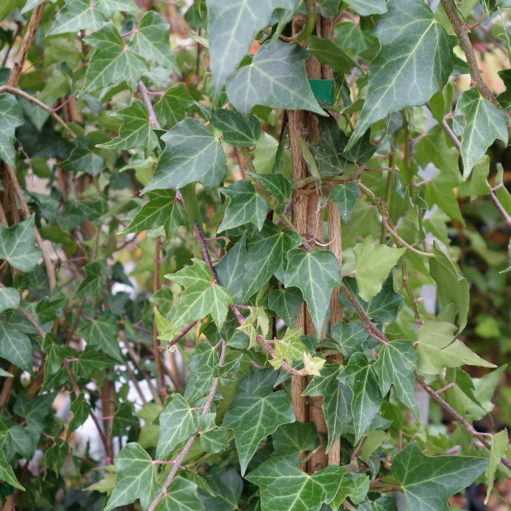 Hedera hibernica - Image 3