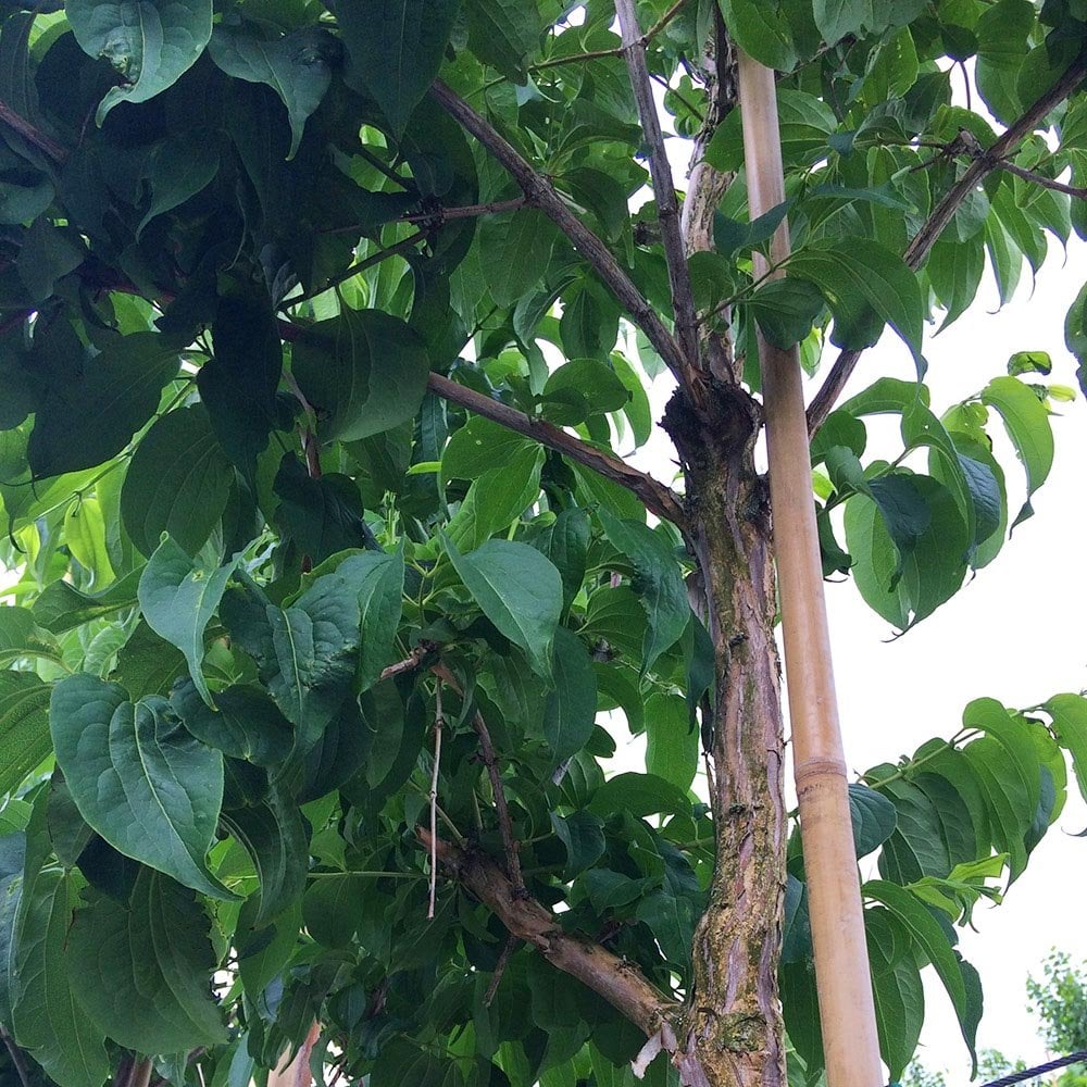 Heptacodium miconioides Tree - Image 2
