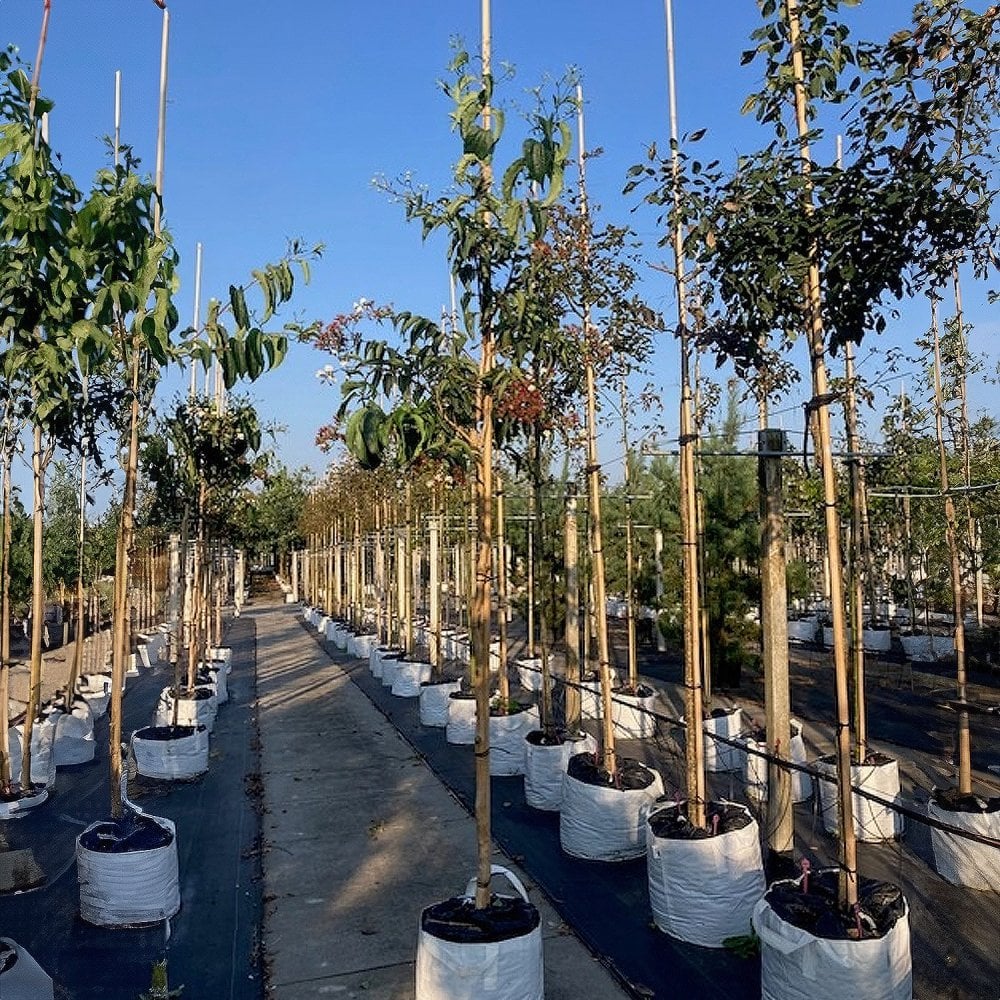 Heptacodium miconioides Tree - Image 3